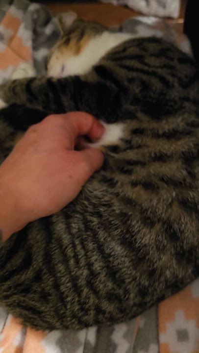 Enlarge Toby and Cosmo, a Adoptable Domestic Short Hair in Wilmington, NC video 4/6