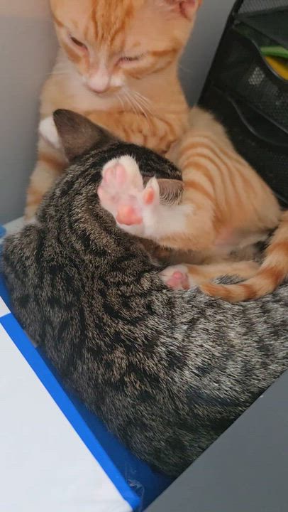 Enlarge Toby and Cosmo, a Adoptable Domestic Short Hair in Wilmington, NC video 5/6