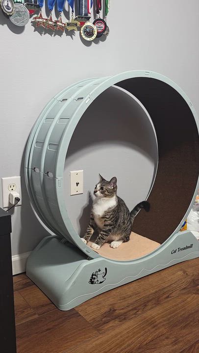Enlarge Toby and Cosmo, a Adoptable Domestic Short Hair in Wilmington, NC video 5/6