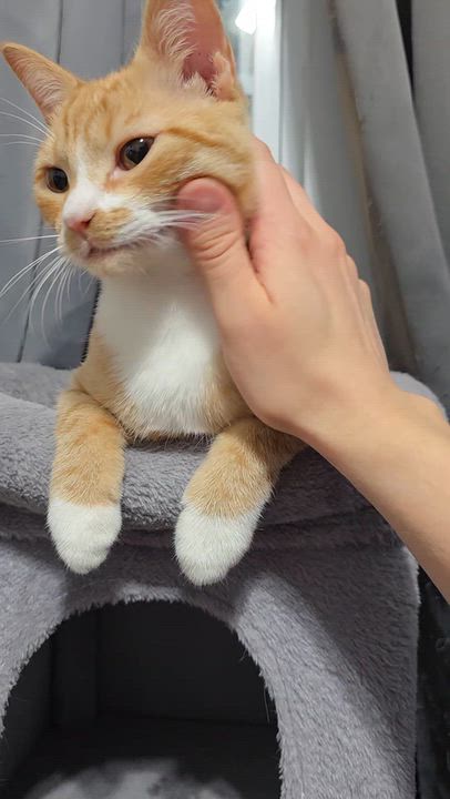 Enlarge Toby and Cosmo, a Adoptable Domestic Short Hair in Wilmington, NC video 3/6
