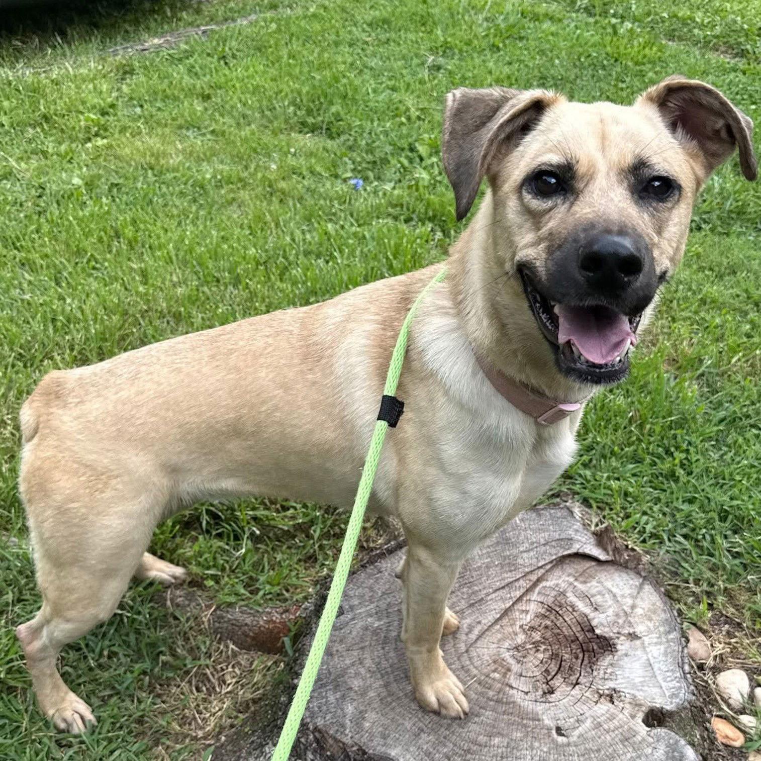 Dee Dee   Lower Fee!!, Adoptable, Adult Female Black Mouth Cur.