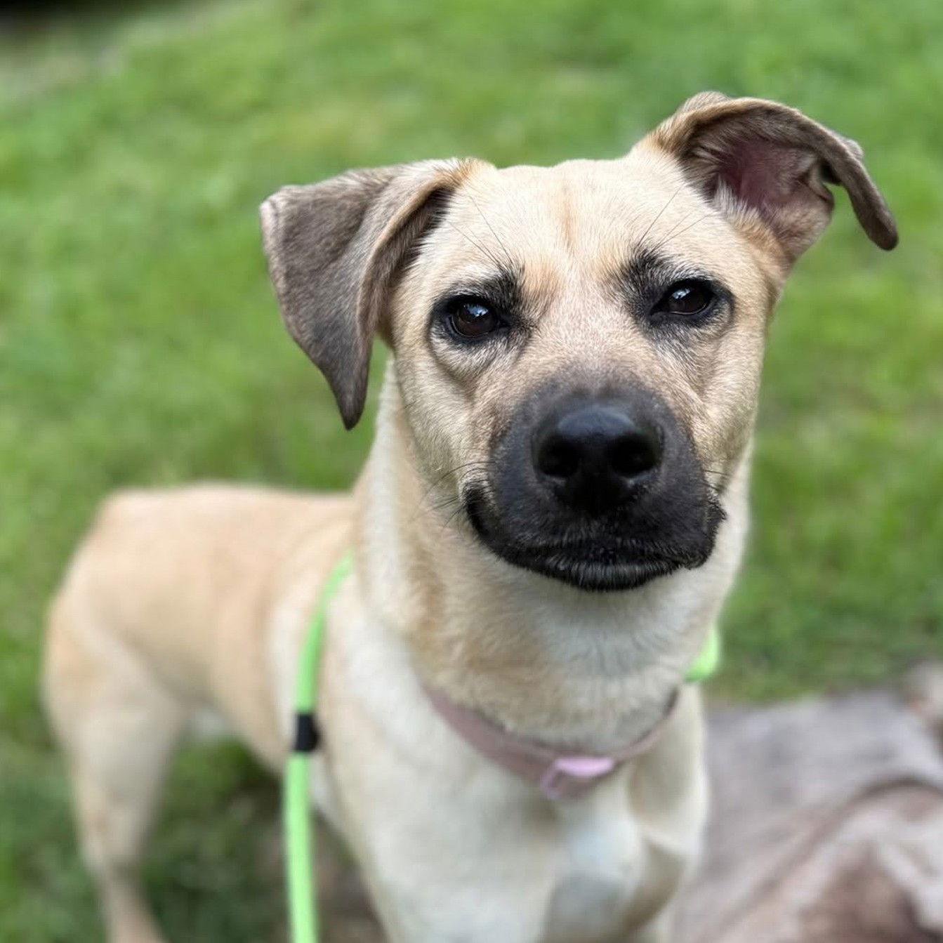 Enlarge Dee Dee   Lower Fee!!, a Adoptable Black Mouth Cur in Locust Fork, AL image 2/3