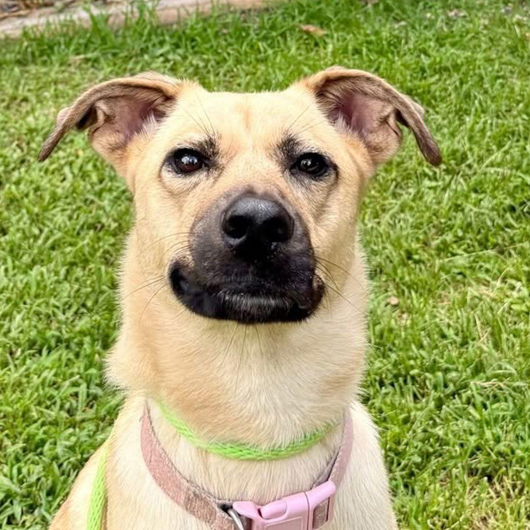 Enlarge Dee Dee   Lower Fee!!, a Adoptable Black Mouth Cur in Locust Fork, AL image 3/3