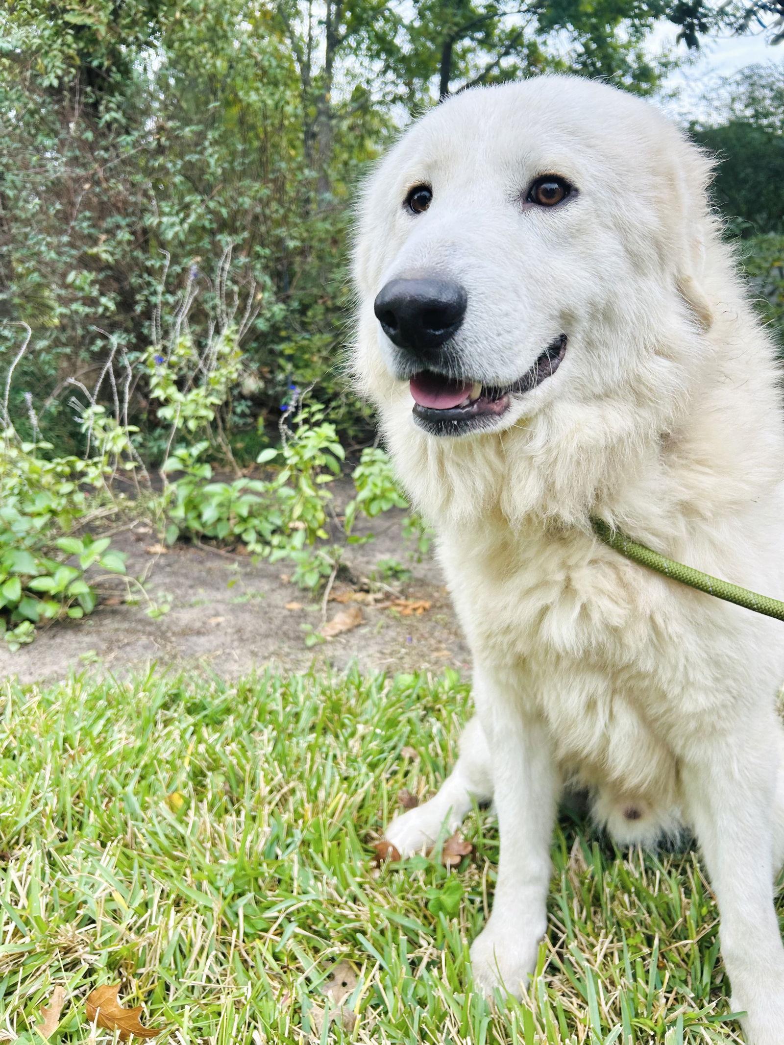 Enlarge Archer, a ADOPTABLE Great Pyrenees in Austin, TX image 2/6