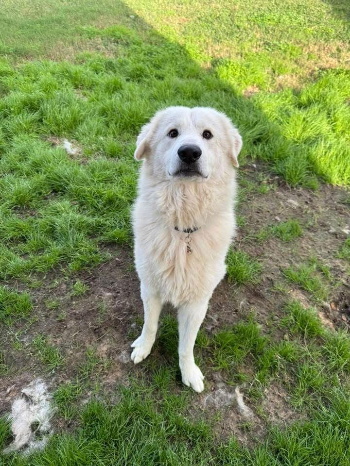 Enlarge Archer, a ADOPTABLE Great Pyrenees in Austin, TX image 4/6