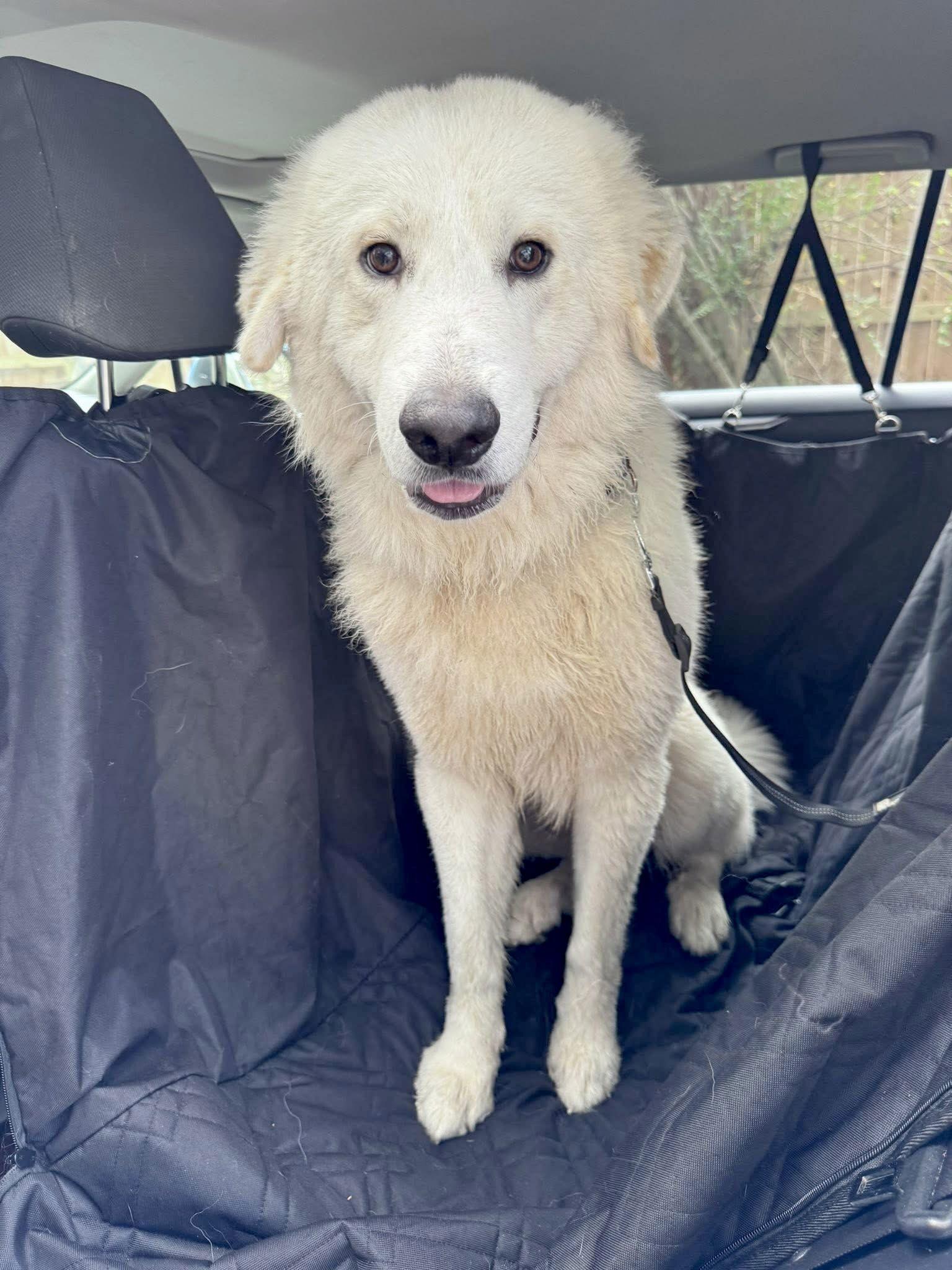 Enlarge Archer, a ADOPTABLE Great Pyrenees in Austin, TX image 5/6