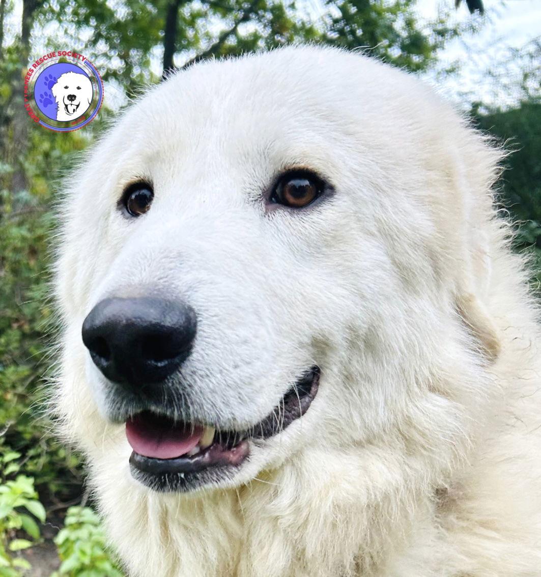 Archer, ADOPTABLE, Young Male Great Pyrenees.
