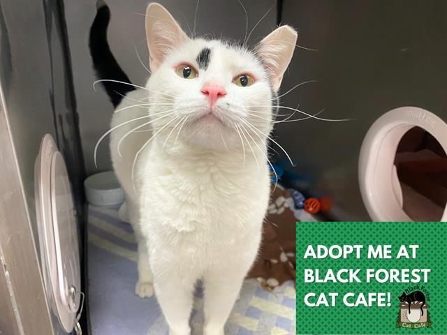 GHOST, Adoptable, Adult Male Domestic Short Hair.