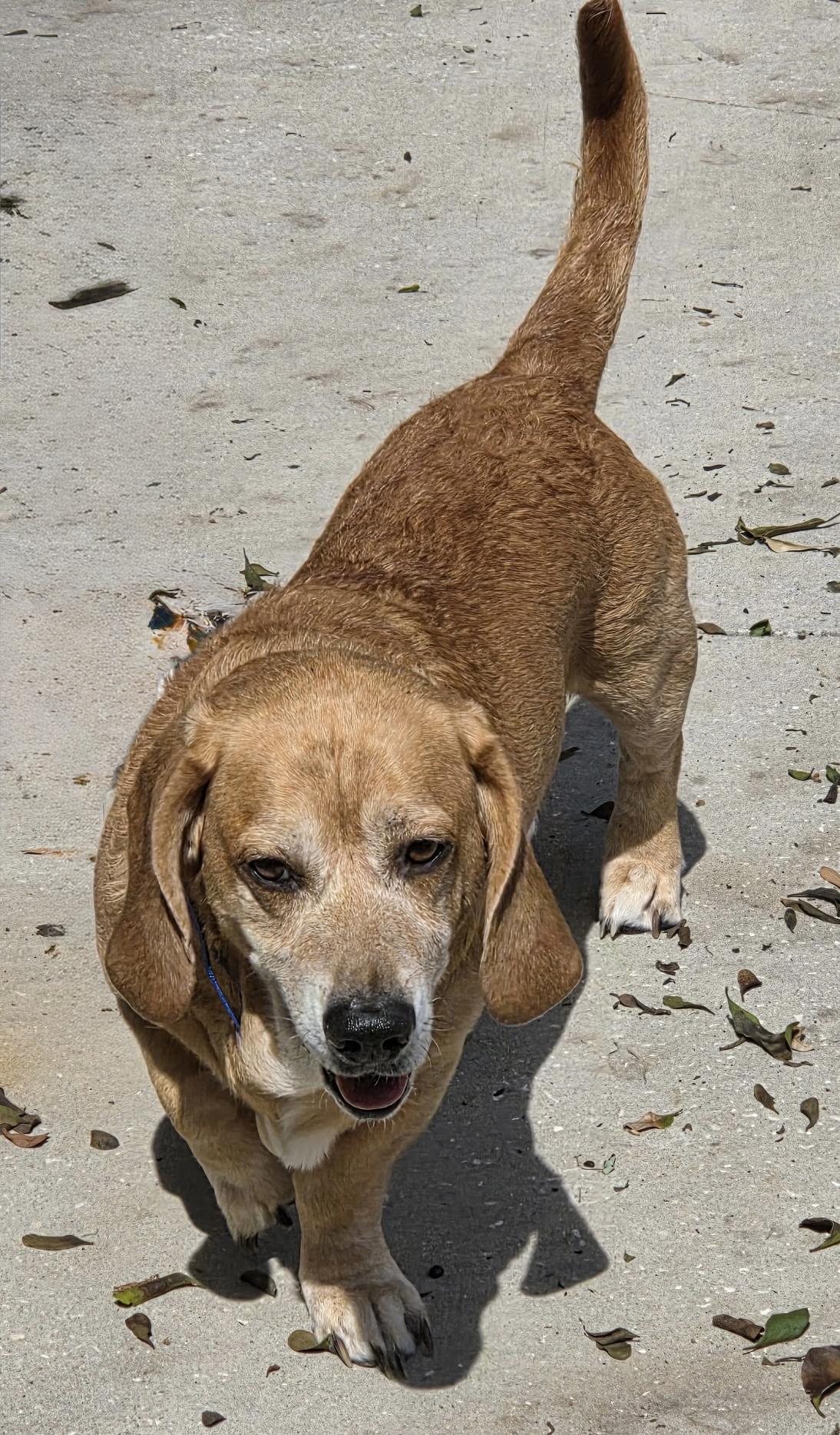 Enlarge Nugget, a ADOPTABLE Basset Hound in Auburndale, FL image 2/3