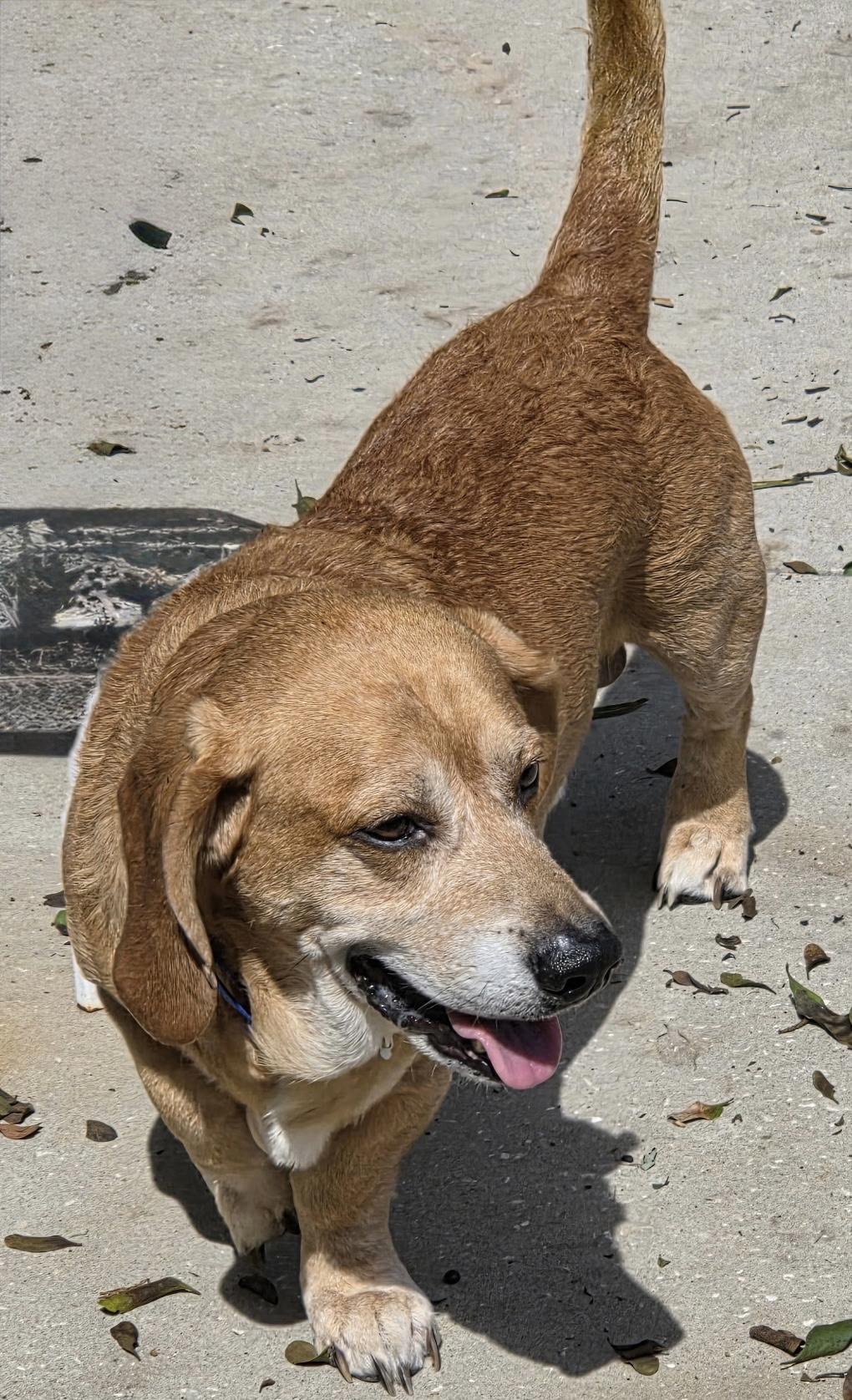 Enlarge Nugget, a ADOPTABLE Basset Hound in Auburndale, FL image 3/3
