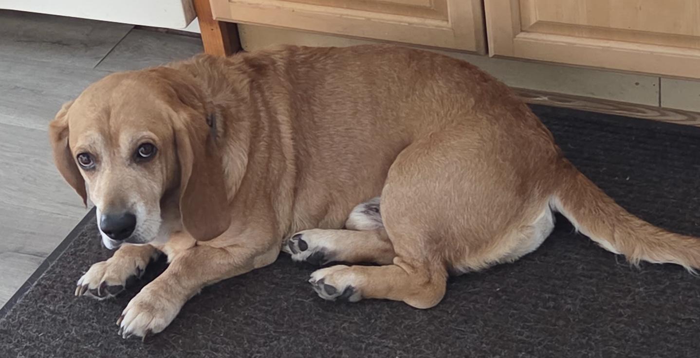 Nugget, ADOPTABLE, Adult Male Basset Hound.