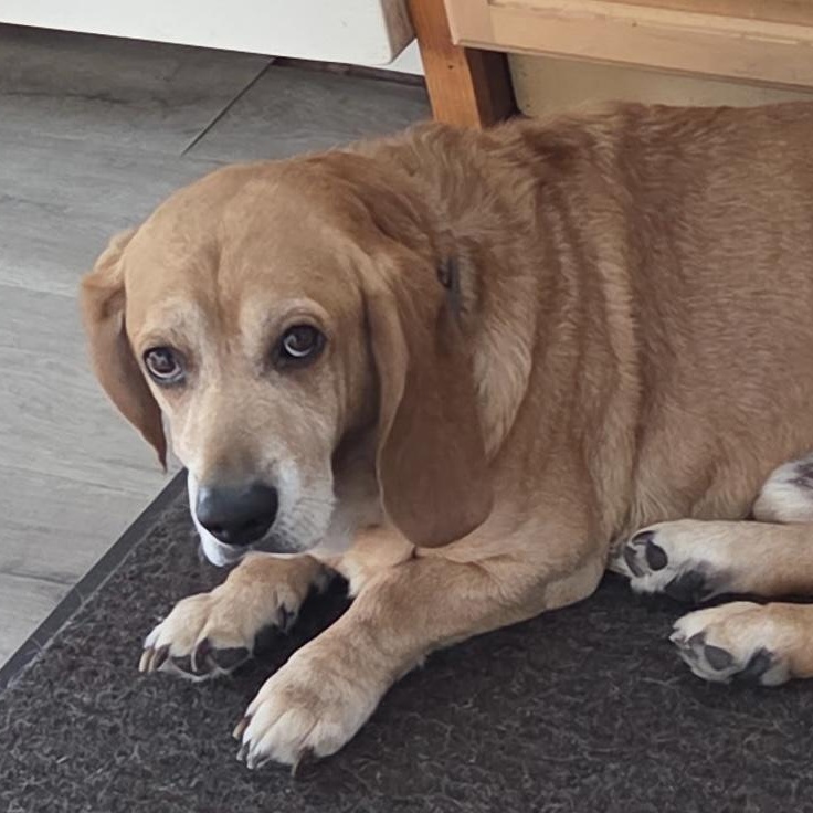 Enlarge Nugget, a ADOPTABLE Basset Hound in Auburndale, FL image 1/3
