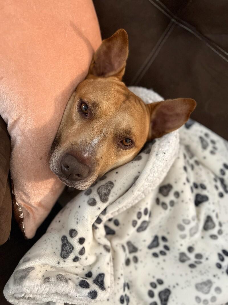 Chance, Adoptable, Senior Male Staffordshire Bull Terrier & Mixed Breed.