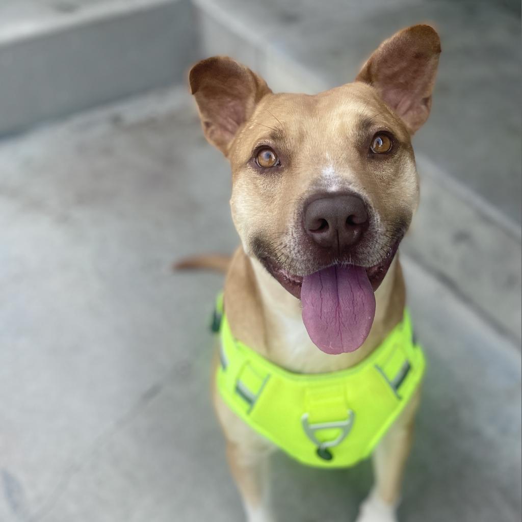 Enlarge Chance, a Adoptable mixed breed in Roanoke, VA image 2/4