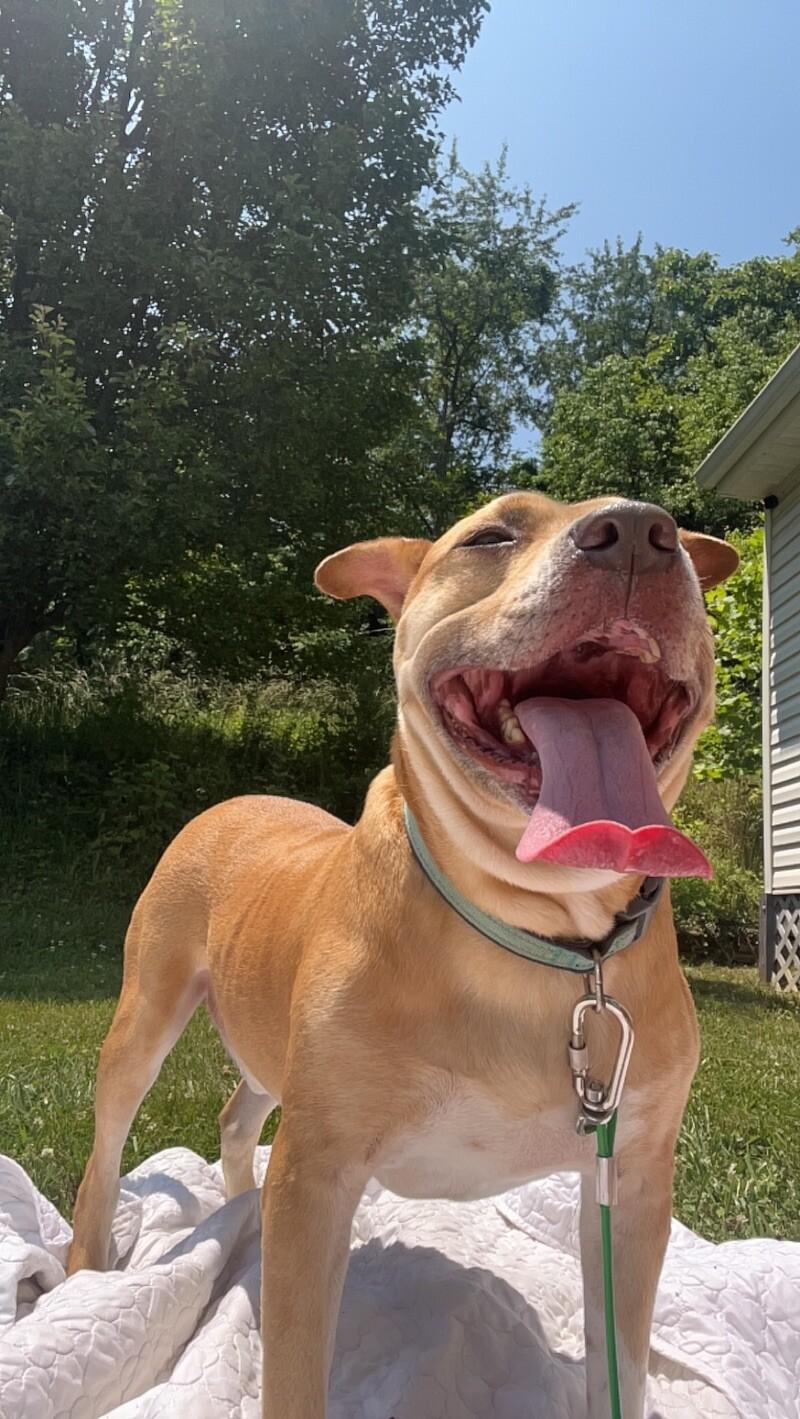 Enlarge Chance, a Adoptable mixed breed in Roanoke, VA image 3/4