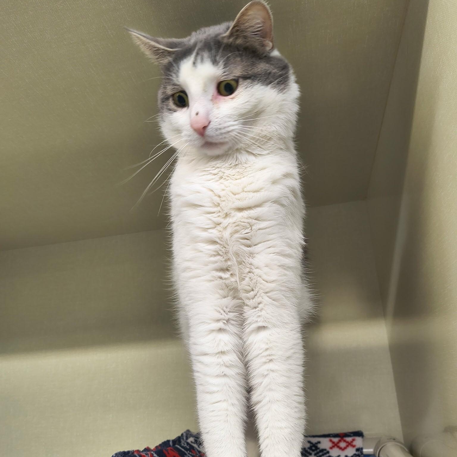 Gus, adopted, Adult Male Domestic Short Hair.