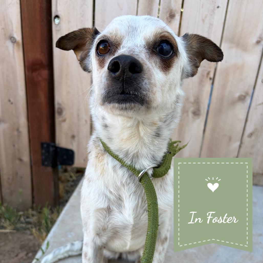 Tammy, Adoptable, Adult Female Australian Cattle Dog / Blue Heeler & Terrier.