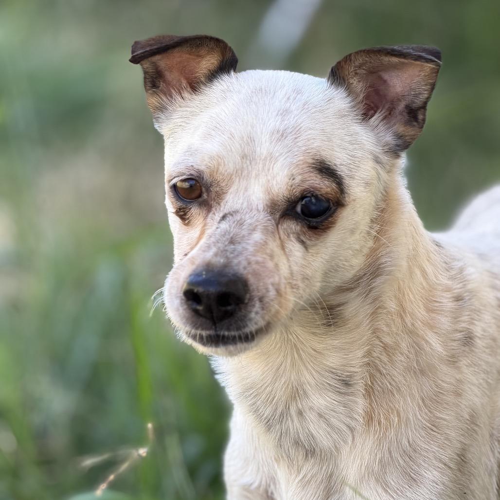 Enlarge Tammy, a Adoptable mixed breed in Chico, CA image 2/6