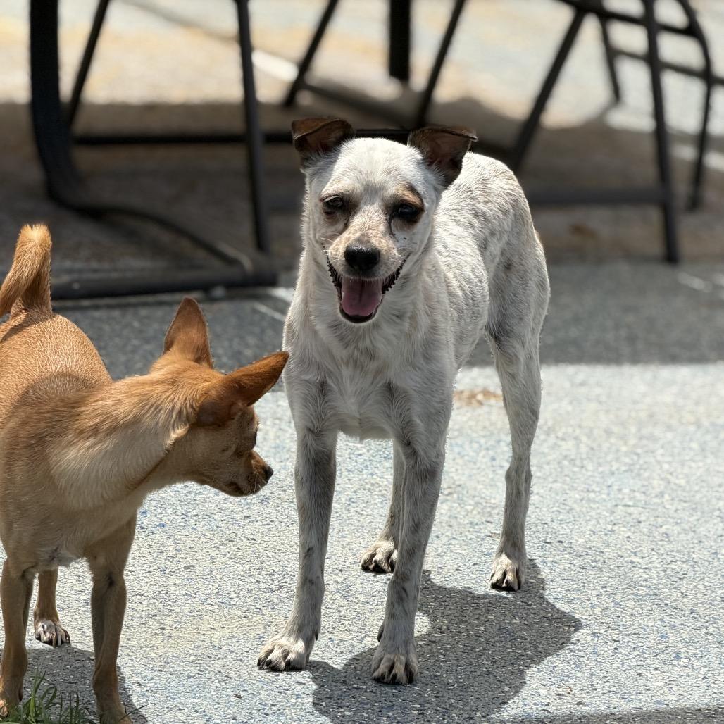 Enlarge Tammy, a Adoptable mixed breed in Chico, CA image 3/6