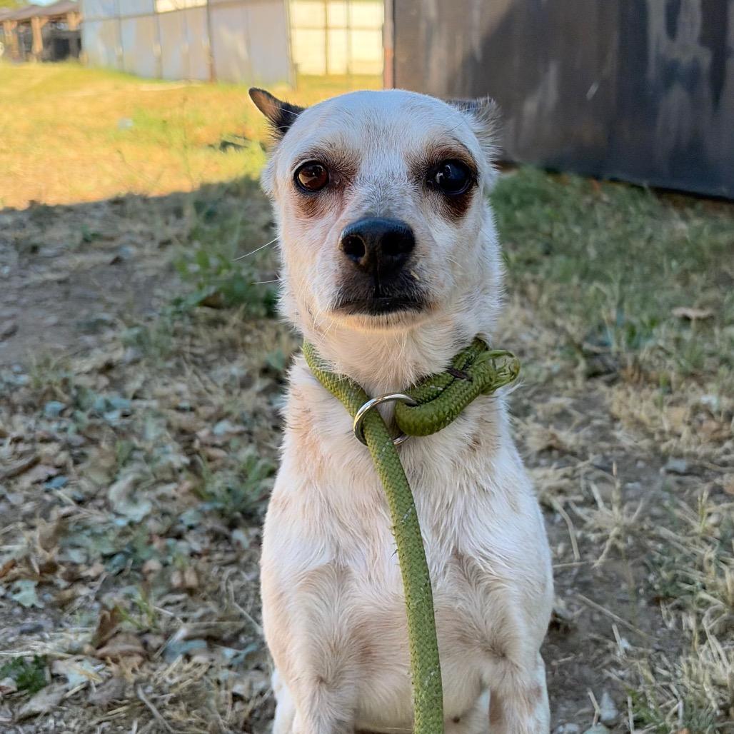Enlarge Tammy, a Adoptable mixed breed in Chico, CA image 5/6