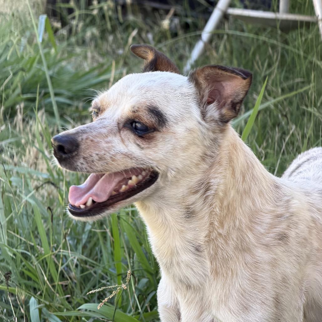 Enlarge Tammy, a Adoptable mixed breed in Chico, CA image 6/6