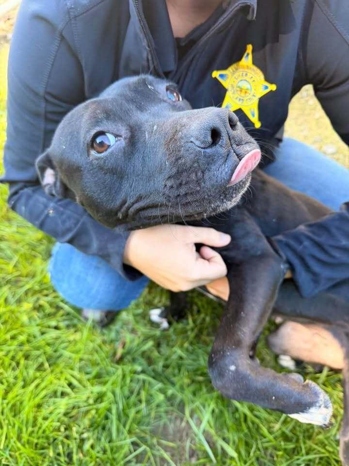Enlarge Binx, a Adoptable Pit Bull Terrier in Hillsboro, OH image 1/2