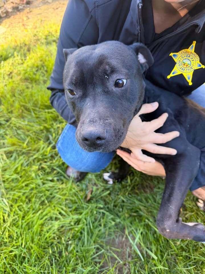 Enlarge Binx, a Adoptable Pit Bull Terrier in Hillsboro, OH image 2/2