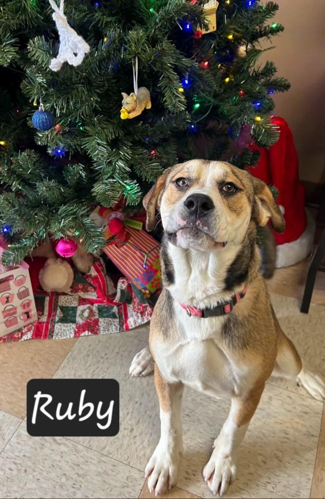 Ruby, a Adoptable mixed breed in Maumelle, AR image 6/6