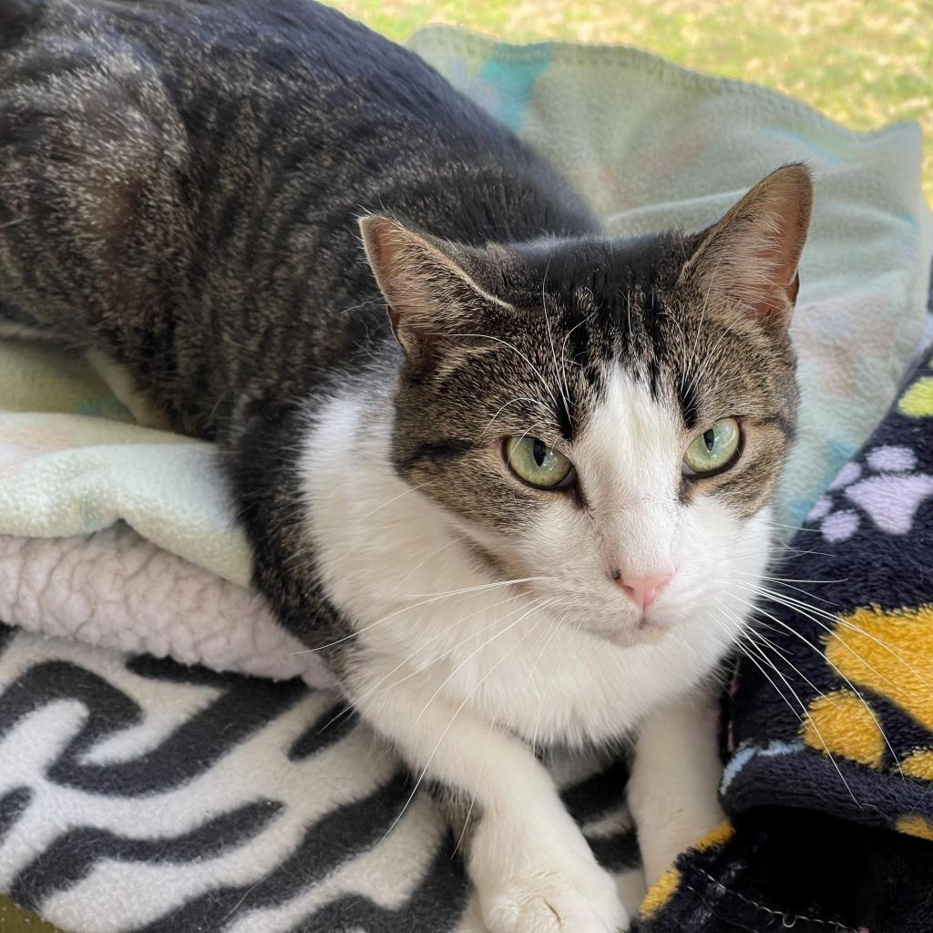 Enlarge Pinot, a Adoptable Domestic Short Hair in Hampton Bays, NY image 1/2
