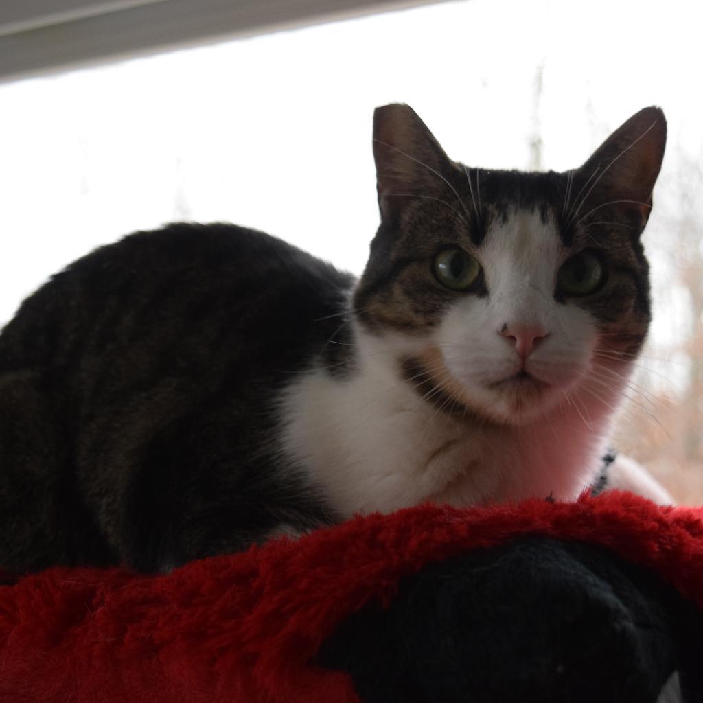 Enlarge Pinot, a Adoptable Domestic Short Hair in Hampton Bays, NY image 2/2