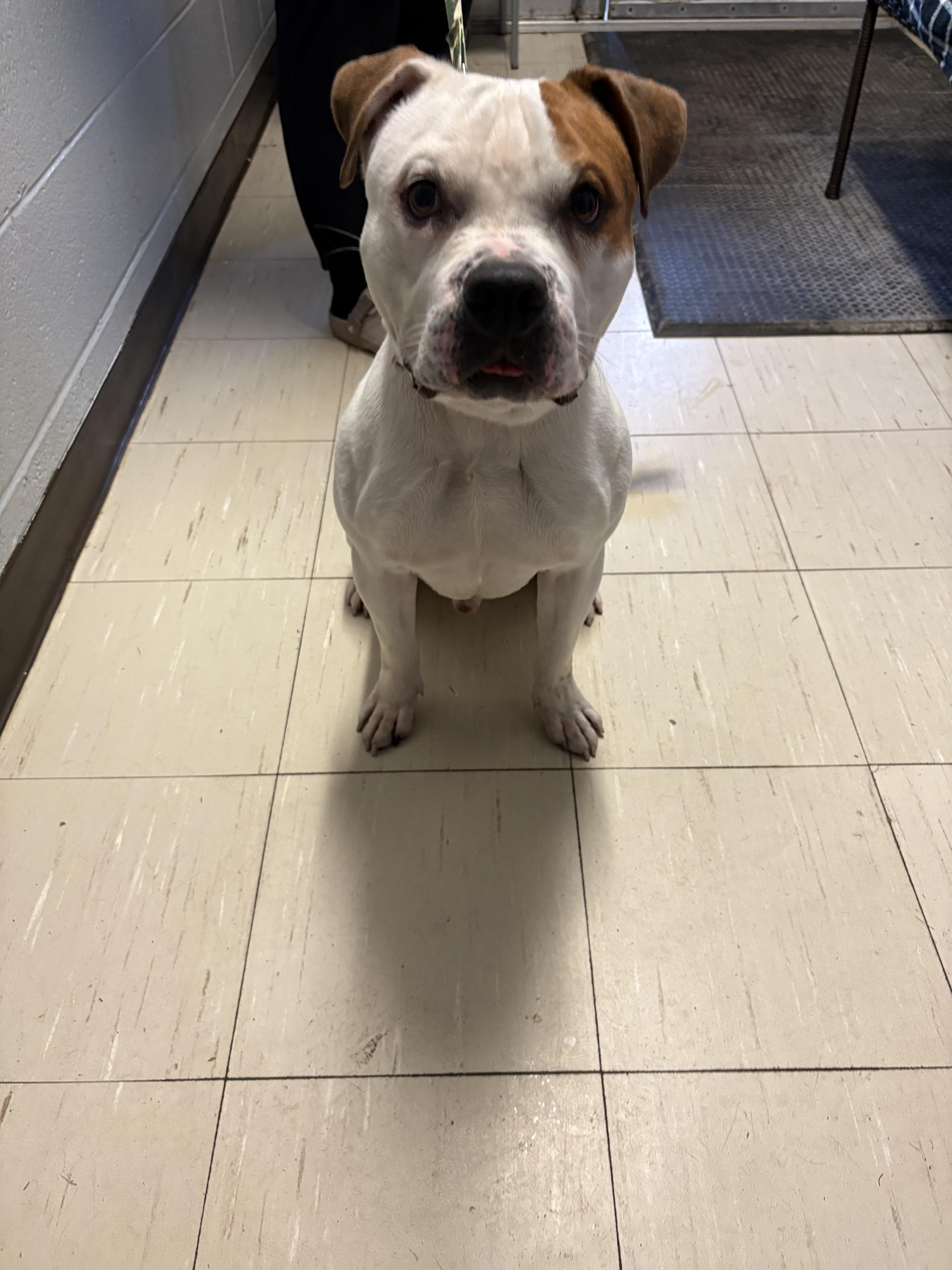 Enlarge Rocky, a Adoptable mixed breed in Hermitage, PA image 1/1