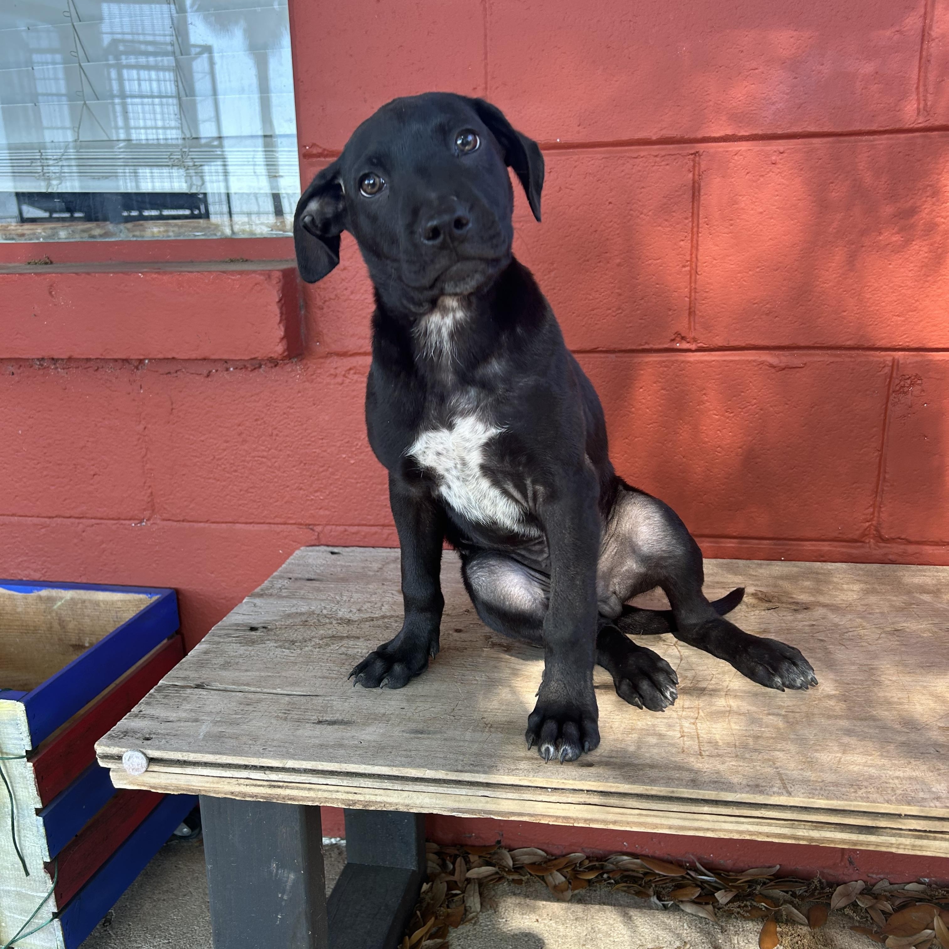 Deisel, an adopted mixed breed in Pensacola, FL image 2/4