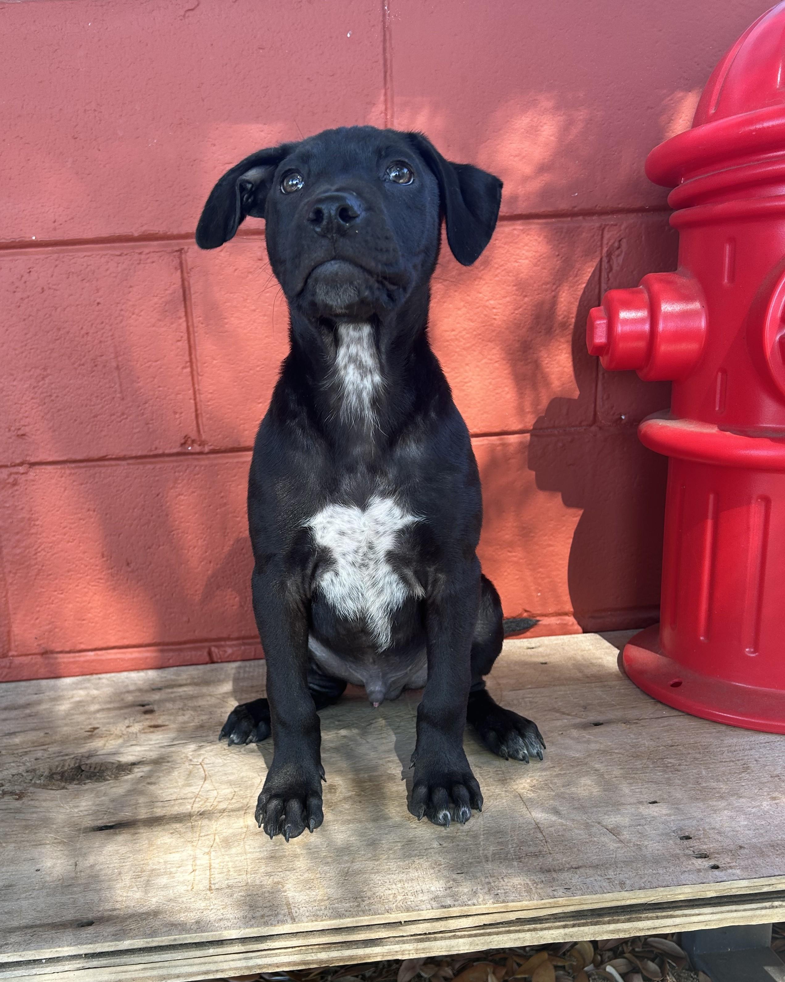 Deisel, an adopted mixed breed in Pensacola, FL image 4/4