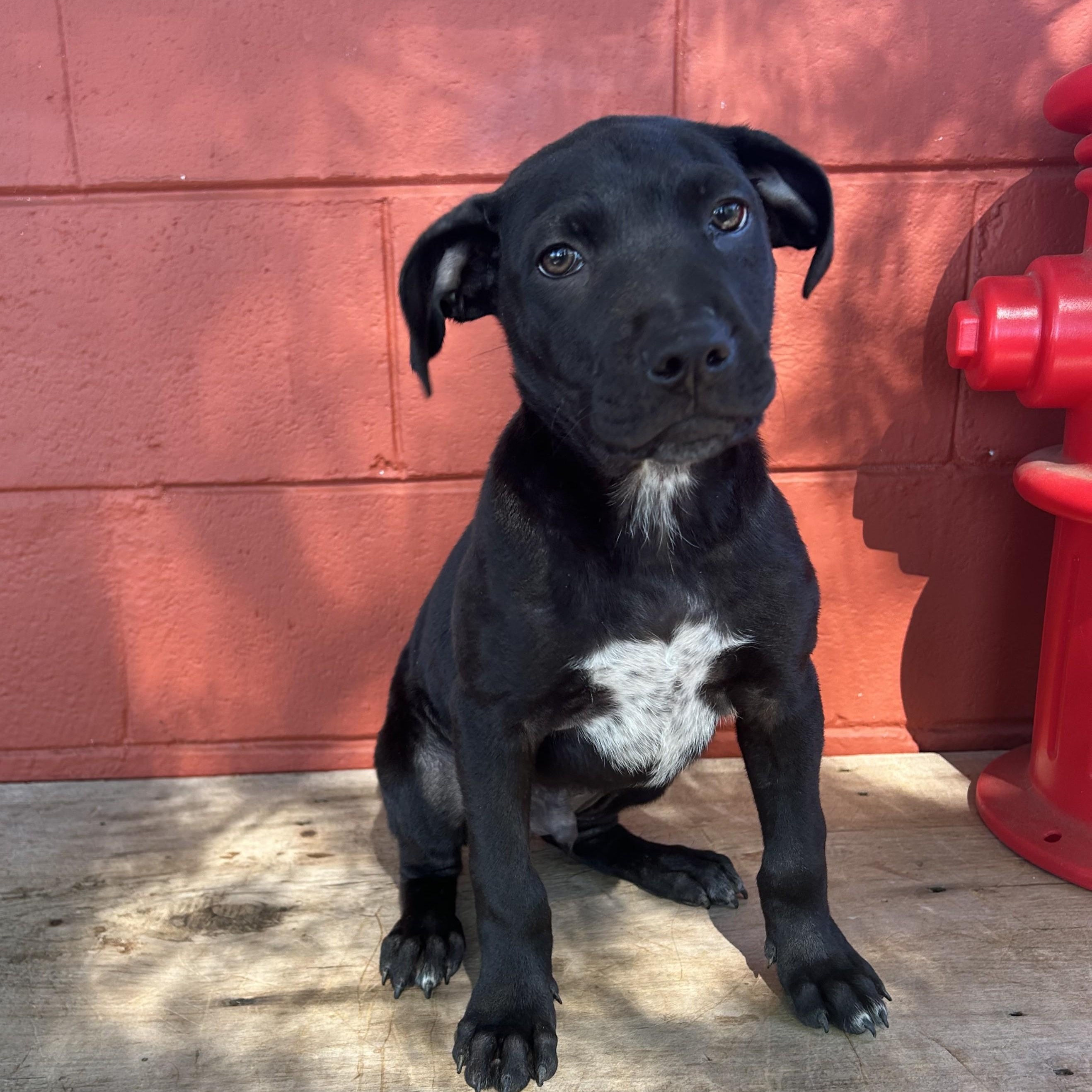 Deisel, an adopted mixed breed in Pensacola, FL image 1/4