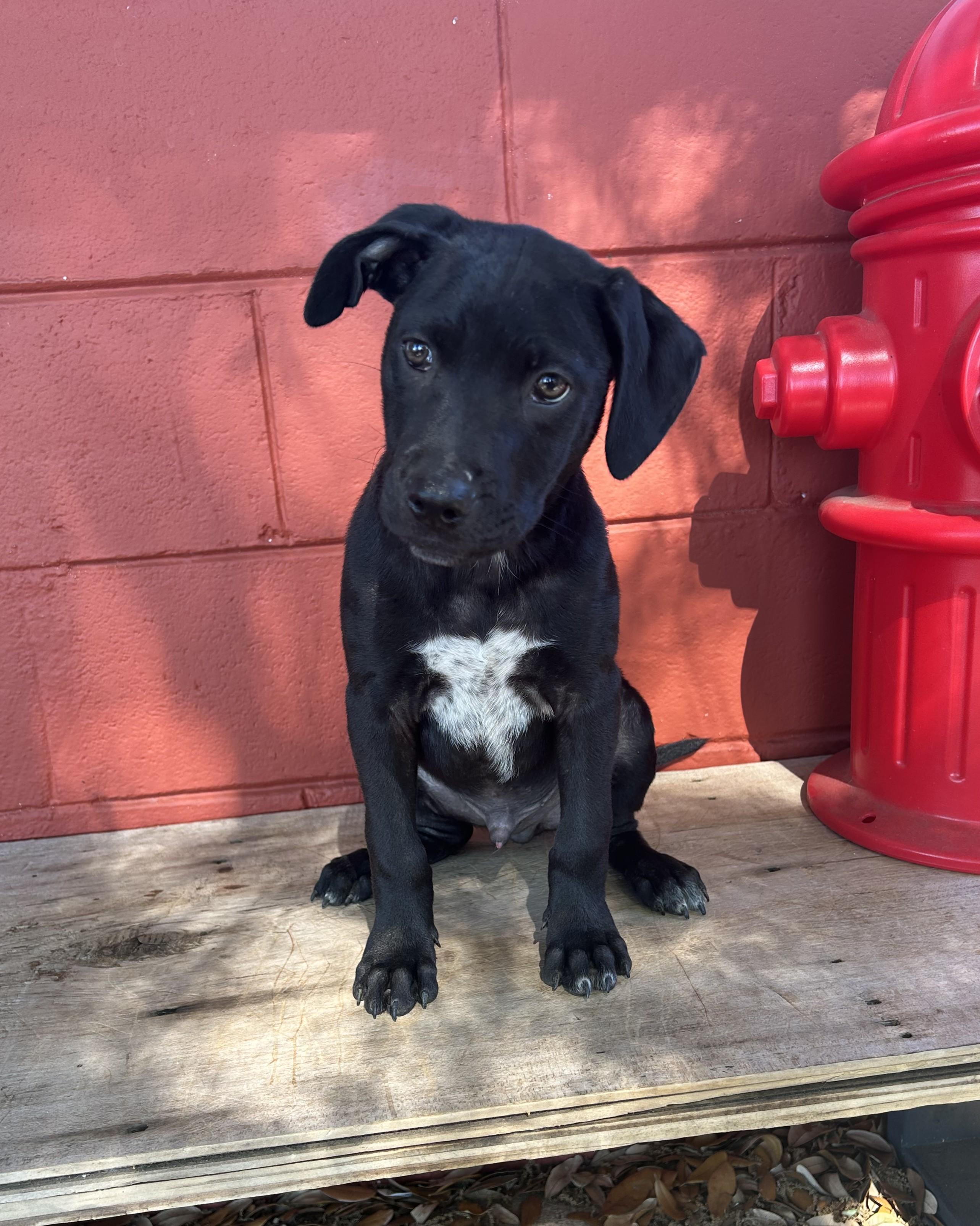 Deisel, an adopted mixed breed in Pensacola, FL image 3/4
