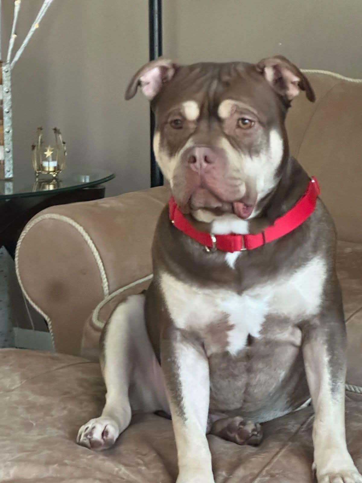 Enlarge Benny, a ADOPTABLE mixed breed in White Lake, MI image 1/2