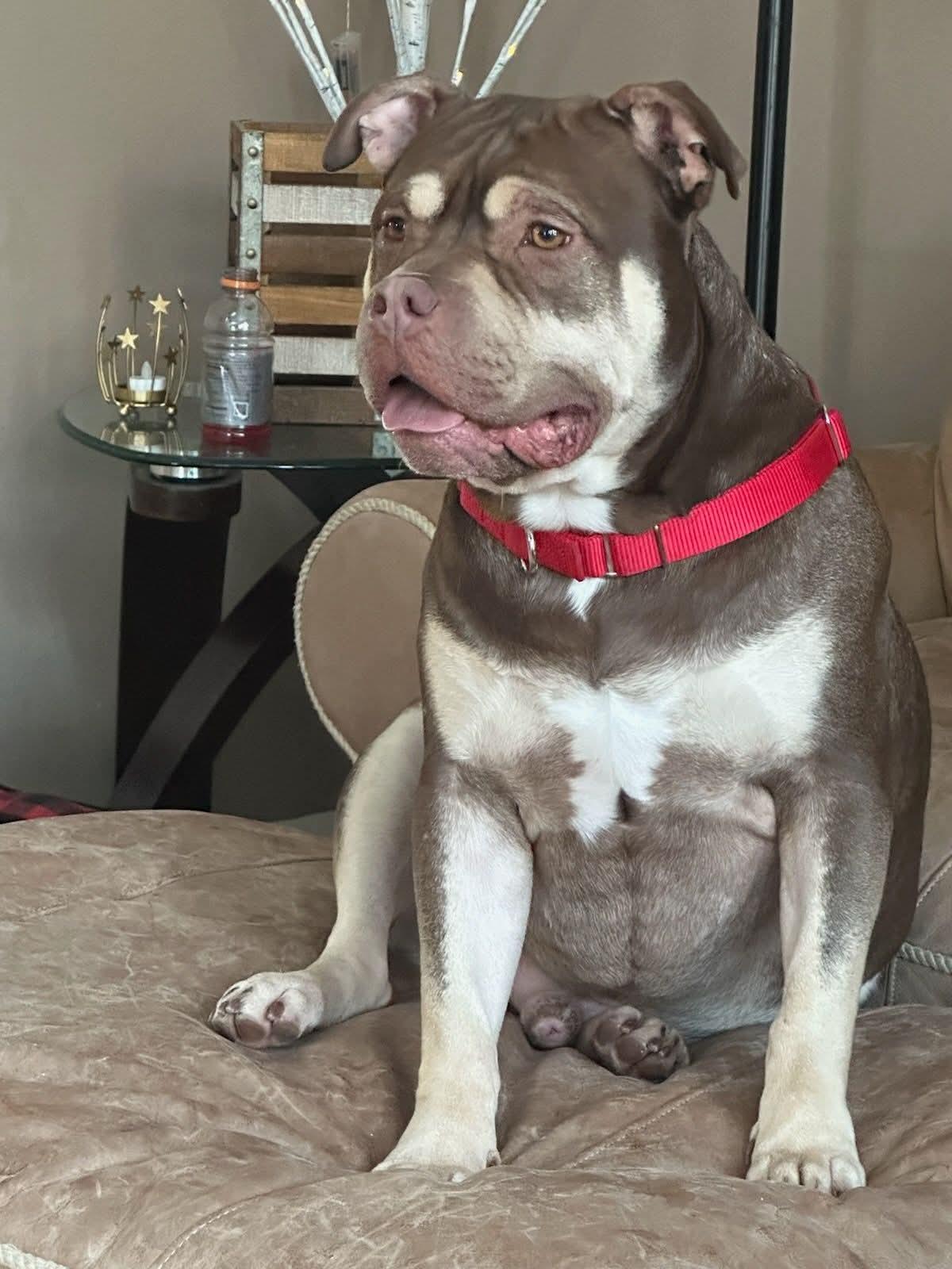 Enlarge Benny, a ADOPTABLE mixed breed in White Lake, MI image 2/2