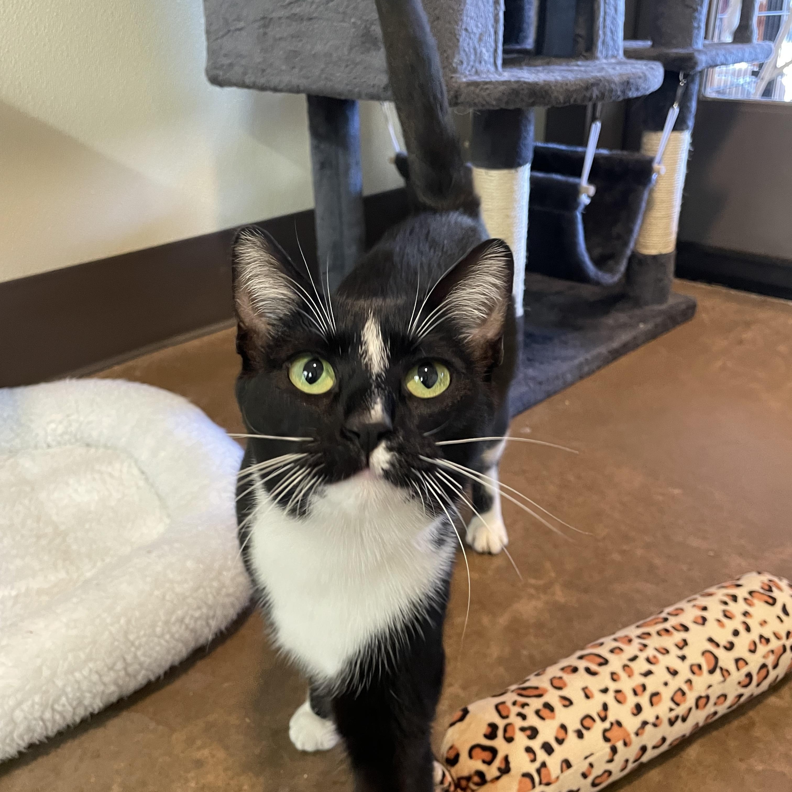 Max & Margot, a Adoptable Domestic Short Hair in Friday Harbor, WA image 5/5