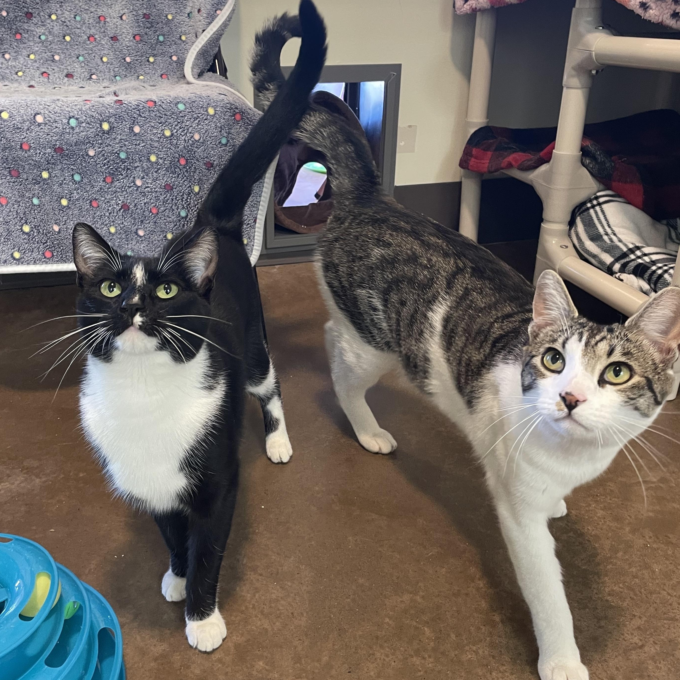 Max & Margot, Adoptable, Young Male Domestic Short Hair.