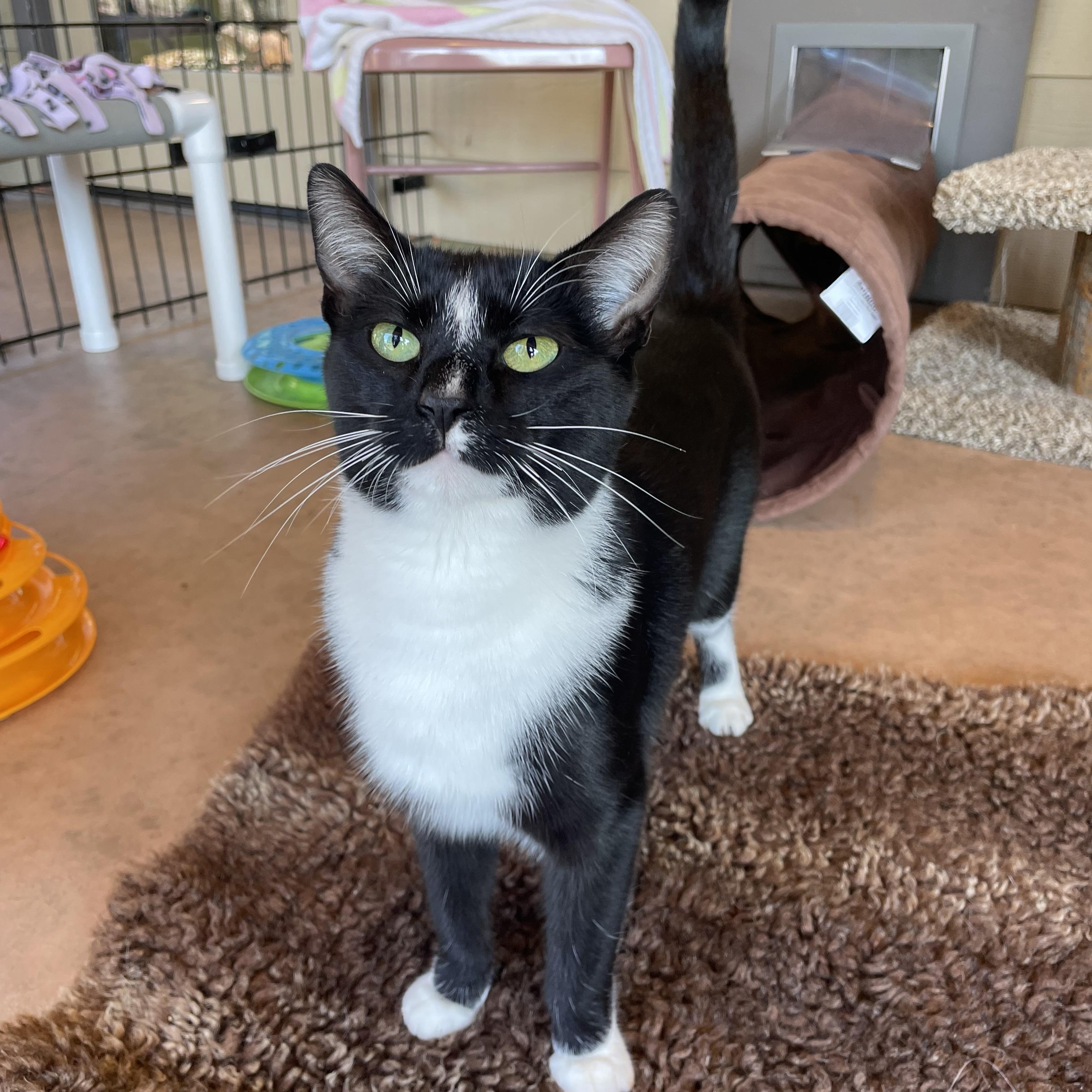 Max & Margot, a Adoptable Domestic Short Hair in Friday Harbor, WA image 3/5
