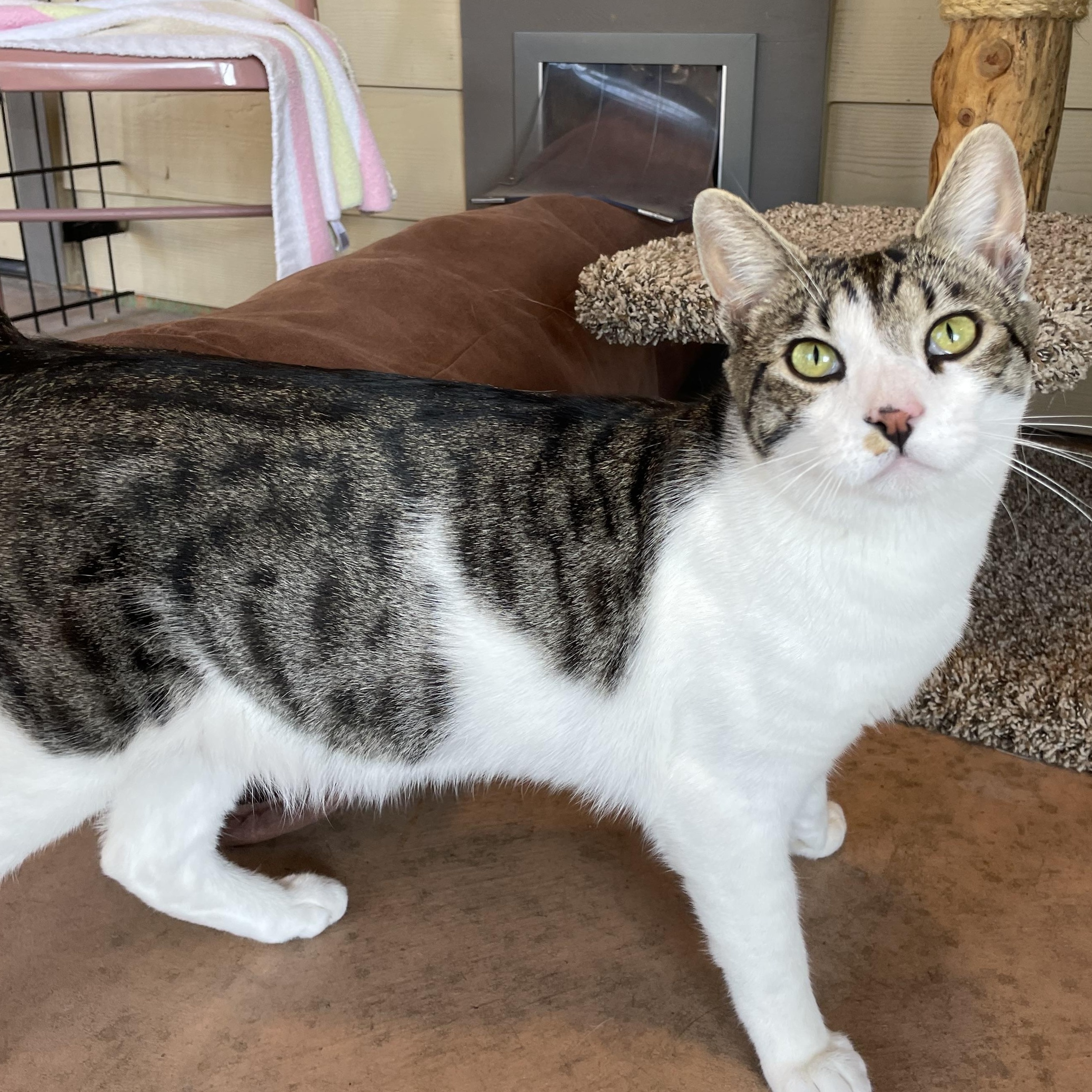 Max & Margot, a Adoptable Domestic Short Hair in Friday Harbor, WA image 4/5