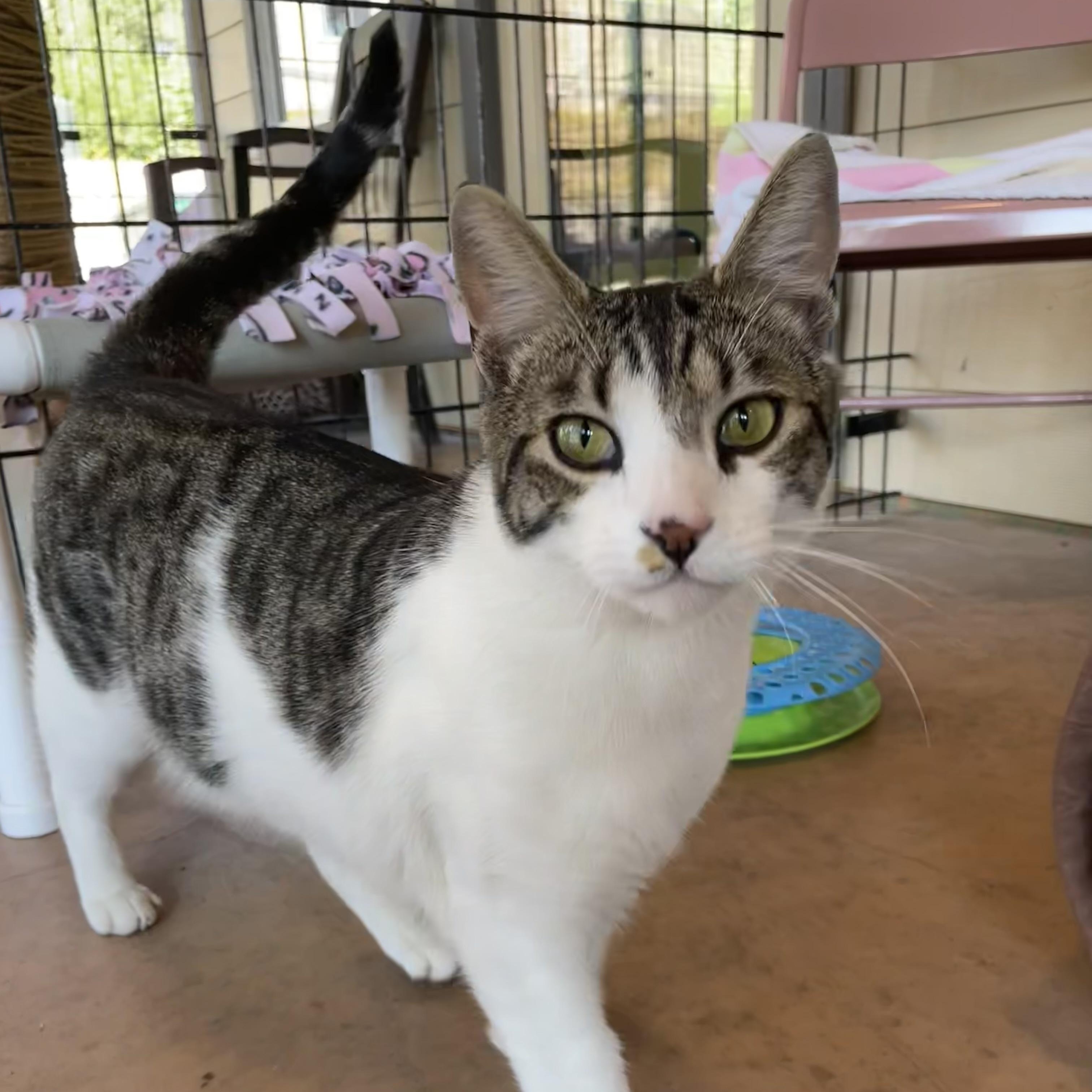 Max & Margot, a Adoptable Domestic Short Hair in Friday Harbor, WA image 2/5