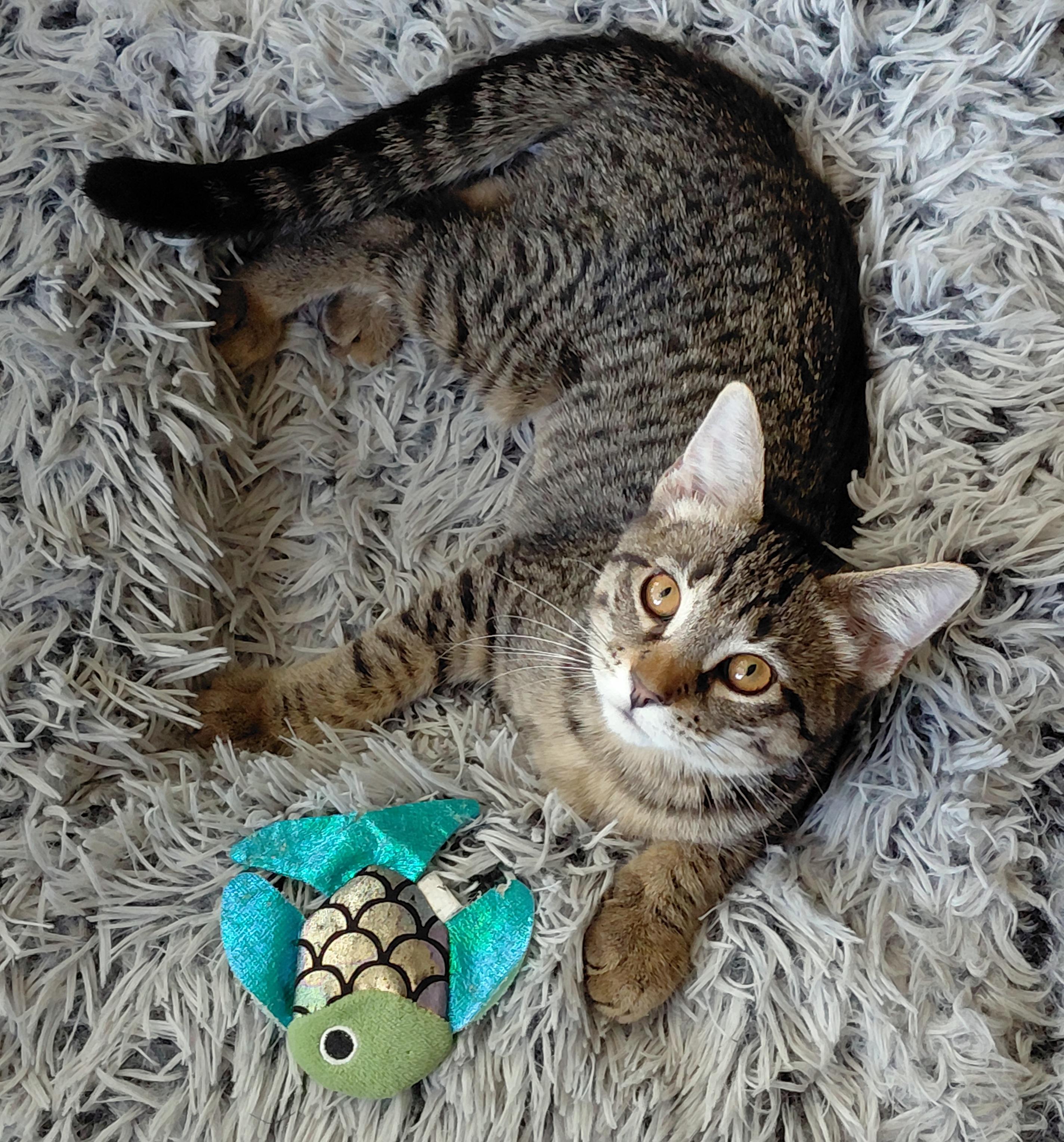 Enlarge Catalina, a Adopted mixed breed in Melbourne, FL image 1/5