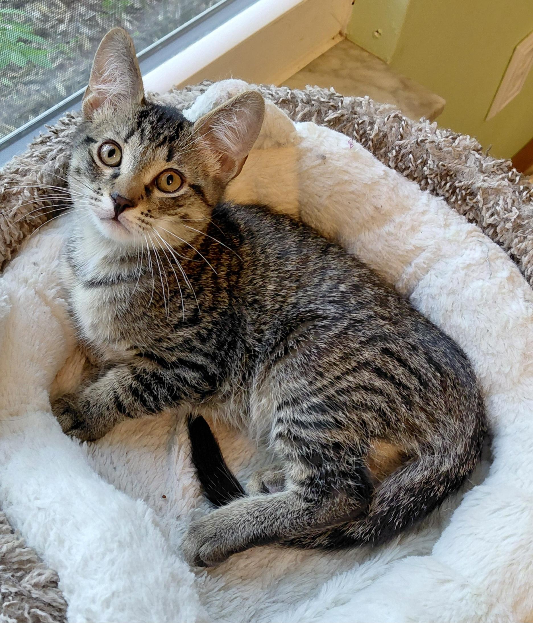 Enlarge Catalina, a Adopted mixed breed in Melbourne, FL image 5/5