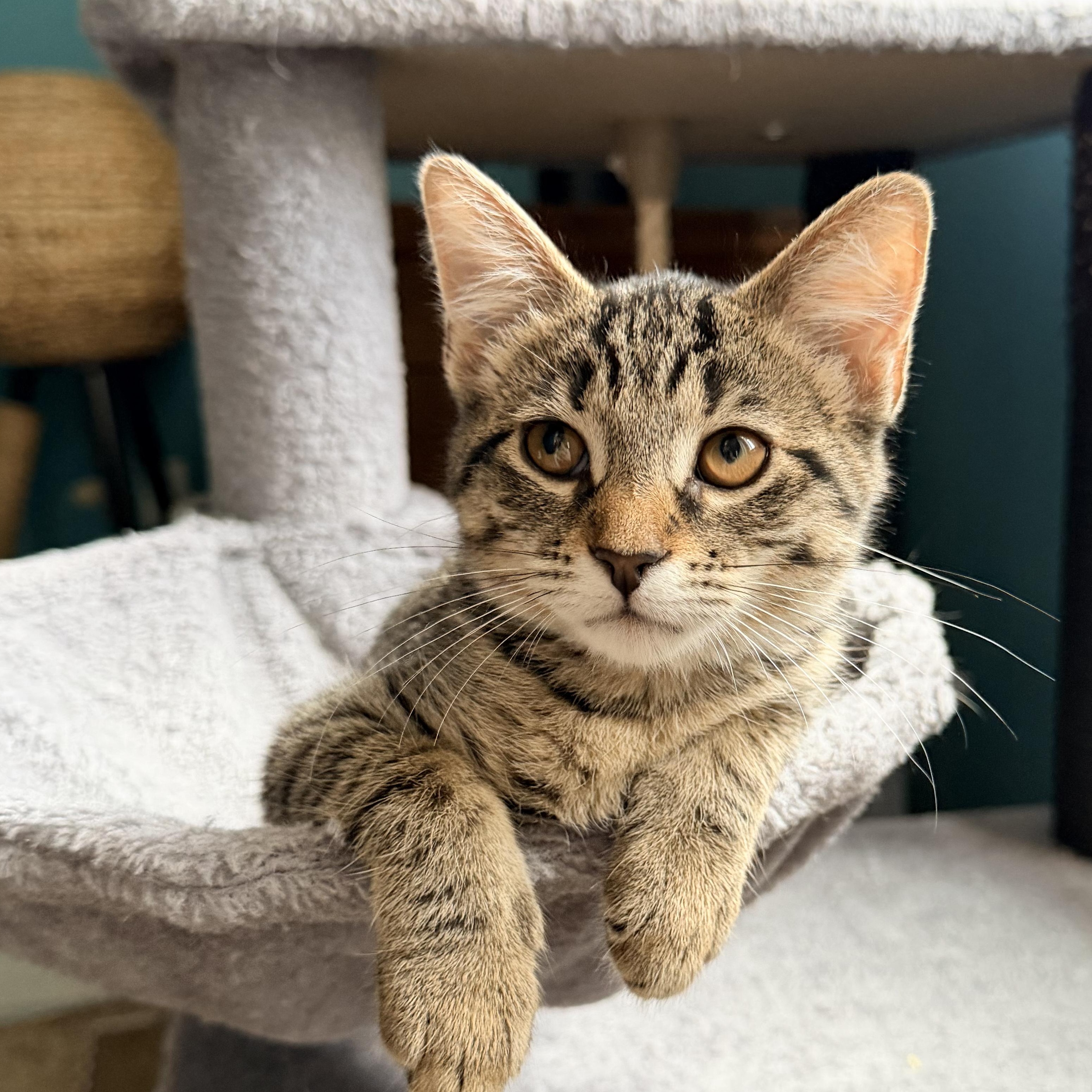 Enlarge Catalina, a Adopted mixed breed in Melbourne, FL image 2/5