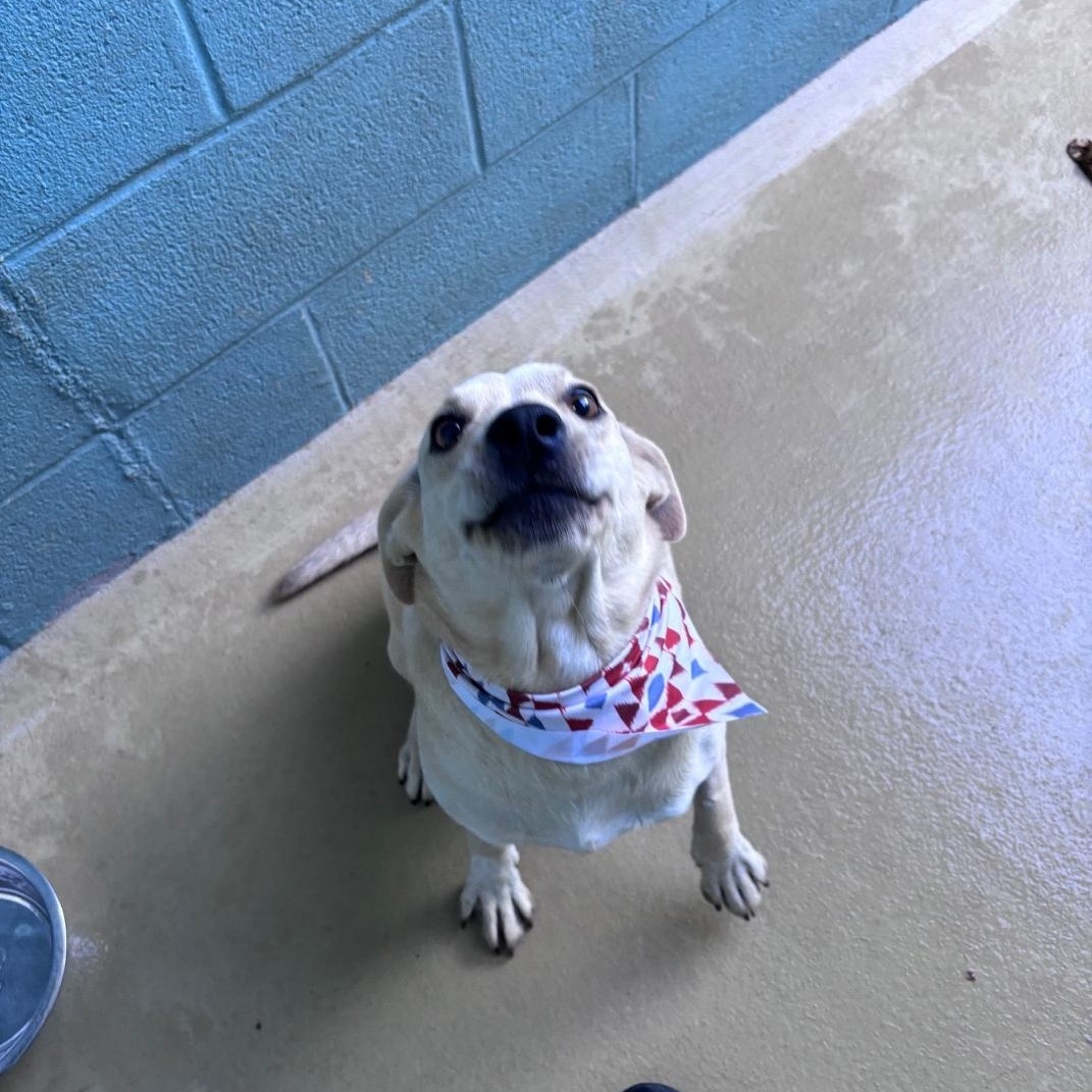 Enlarge HotDog, a Adoptable mixed breed in Marion, NC image 1/3