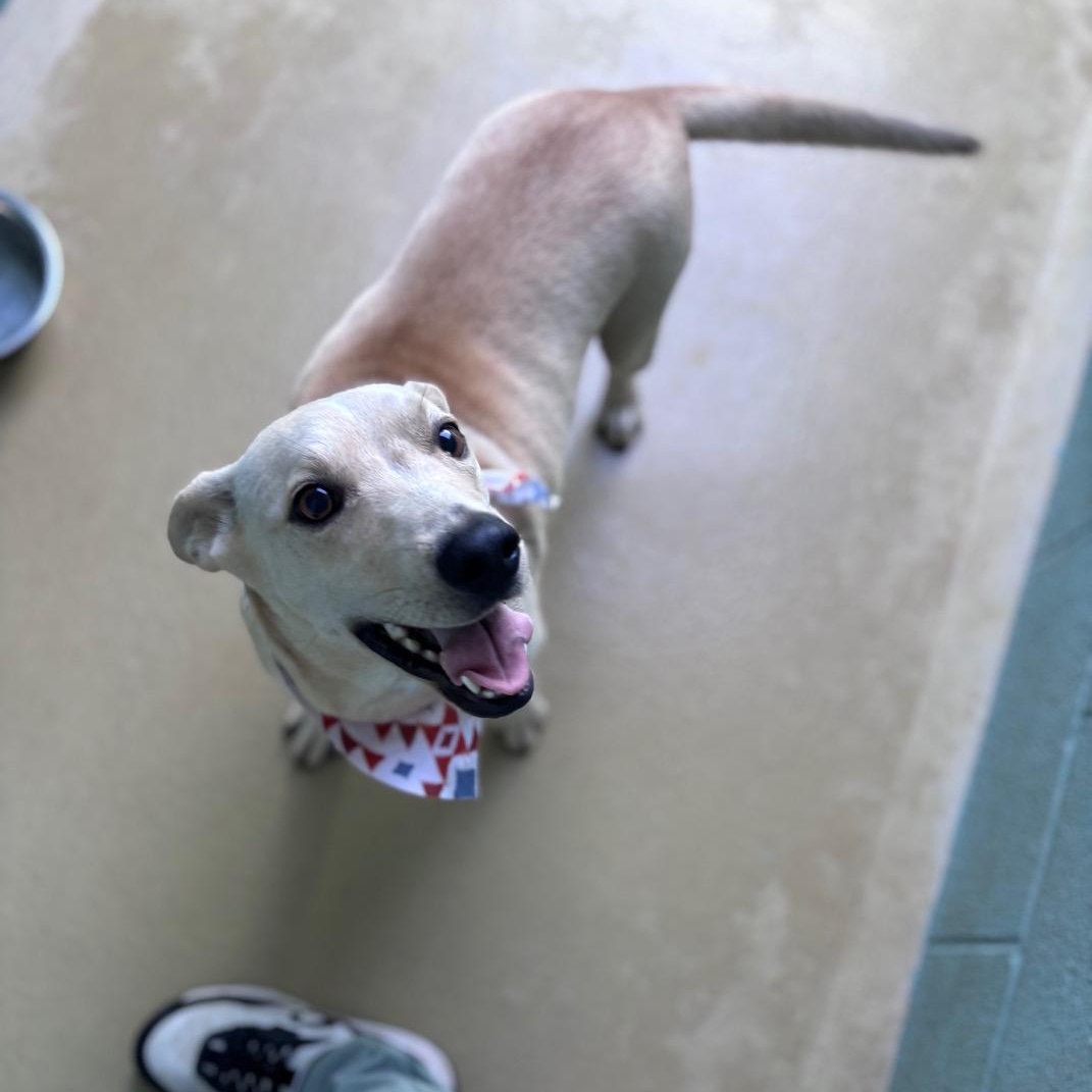 Enlarge HotDog, a Adoptable mixed breed in Marion, NC image 3/3