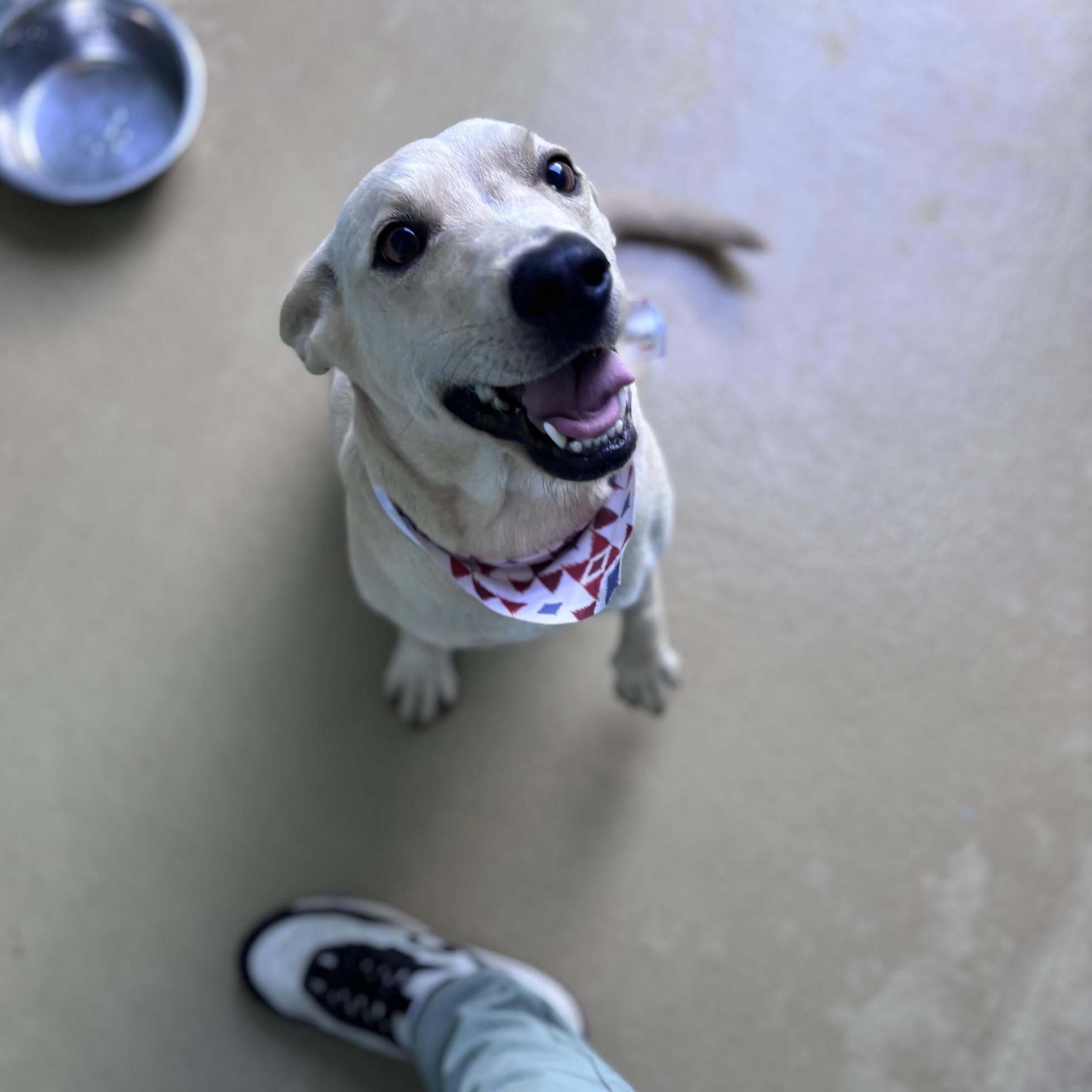 Enlarge HotDog, a Adoptable mixed breed in Marion, NC image 2/3