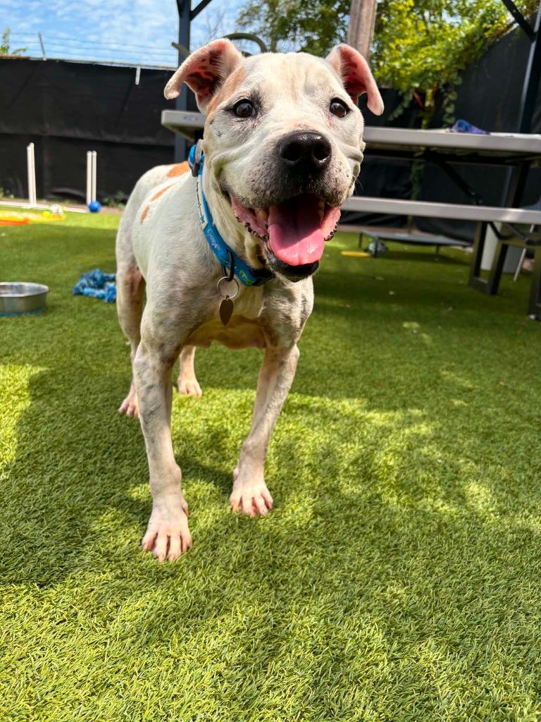 Geisha, Adoptable, Senior Female Mixed Breed.