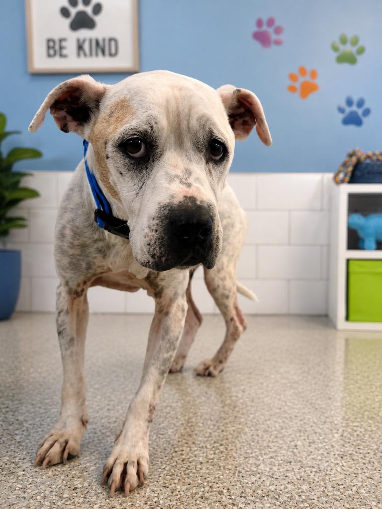 Enlarge Geisha, a Adoptable mixed breed in Detroit, MI image 2/4